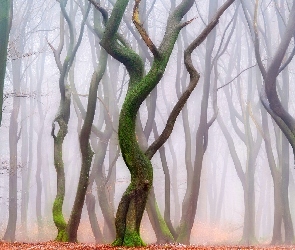 Las, Jesień, Drzewa, Mgła, Wygięte