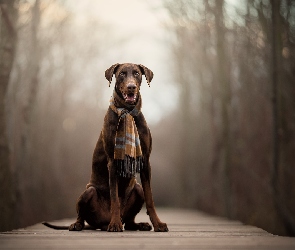 Kładka
, Szalik, Pies, Doberman