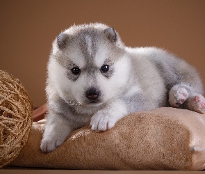 Pies, Poduszka, Siberian husky, Szczeniak