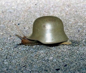 Żołnierski, Chełm, Ślimak