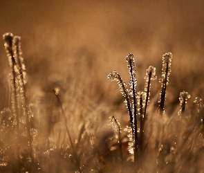 Makro, Trawy, Oszronione