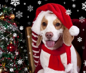 Beagle, Choinka, Mikołaja, Czapka, Pies