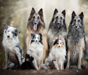 Owczarek szetlandzki, Border collie, Psów, Sześć, Trzy, Owczarki belgijskie tervueren