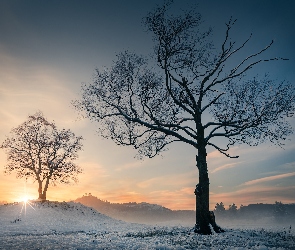 Drzewa, Pola, Wschód słońca, Promienie słońca, Zima