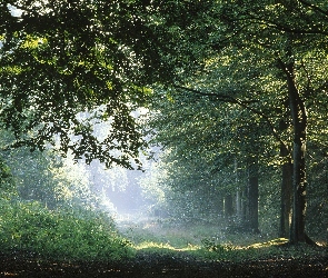 Światło, Przebijające, Zielone, Ciemno, Drzewa, Las