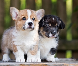 Dwa, Welsh corgi cardigan, Szczeniaki, Welsh corgi pembroke, Psy