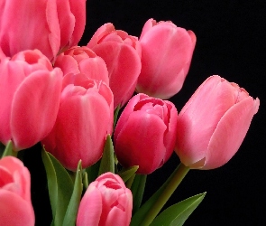 Różowe, Tulipany
