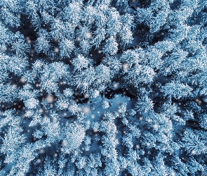 Las, Wierzchołki, Śnieg, Drzewa, Zima