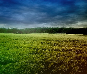 Chmury, Zboże, Powiew