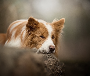Skała, Mordka, Pies, Border collie