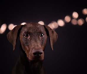 Doberman, Tło, Czarne, Światła, Pies