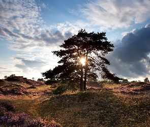 Prowincja Drenthe, Holandia, Promienie słońca, Pagórki, Wrzosowisko, Drzewo, Chmury