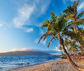 Wyspa Maui, Wzgórza, Palmy, Morze, Hawaje