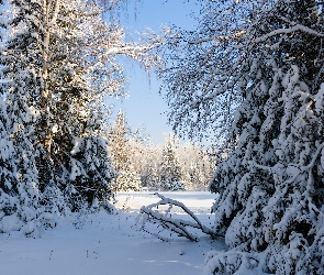 Las, Zima, Świerki, Ośnieżone