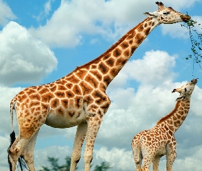 Obłoczki, Białe, Dwie, Żyrafy