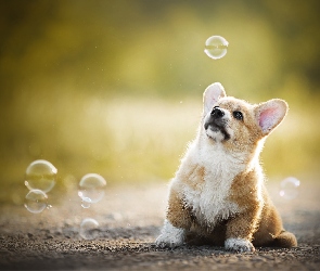 Welsh corgi pembroke, Bańki, Pies