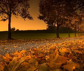 Droga, Jesień, Zachód słońca, Liście, Drzewa