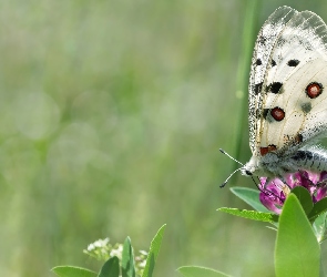 Motyl, Tło, Rozmyte, Kwiat, Biały