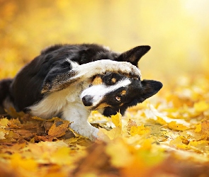 Pies, Liście, Żółte, Border collie