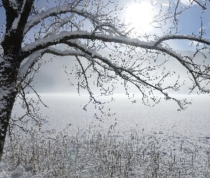 Ośnieżone, Zima, Karyntia, Drzewo, Jezioro Weißensee, Austria, Alpy Gailtalskie