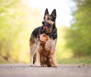 Psy, Cocker spaniel, Owczarek niemiecki