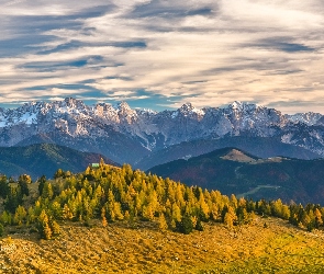 Austria, Drzewa, Góry Alpy, Alpy Julijskie, Karyntia