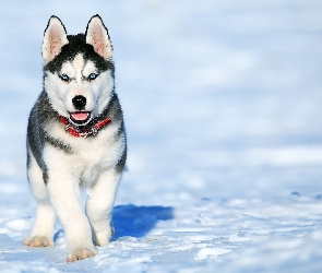 Siberian husky, Śnieg, Szczeniak