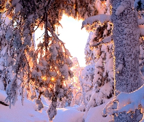 Zima, Przebijające światło, Drzewa, Zaspy, Ośnieżone
