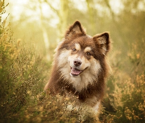 Pies, Wrzosy, Mordka, Fiński lapphund