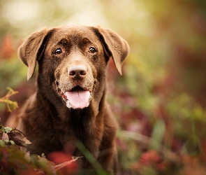 Spojrzenie, Mordka, Pies, Labrador retriever