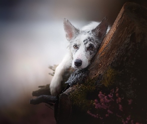 Border collie, Wrzos, Drzewo, Mordka, Pies