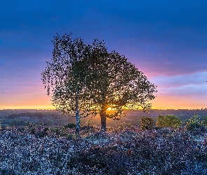 Drzewa, Wrzosowisko, Park Narodowy New Forest, Wschód słońca, Osada Rockford, Anglia, Hrabstwo Hampshire