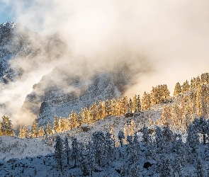 Triglavski Park Narodowy, Słowenia, Drzewa, Śnieg, Góry, Mgła, Zima