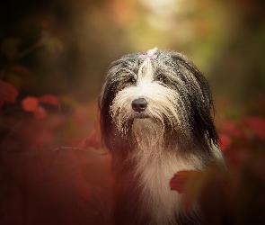 Pies, Bearded collie, Rozmyte Tło, Jesień, Liście, Głowa