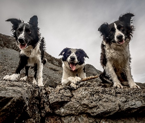 Trzy, Skały, Border collie, Psy