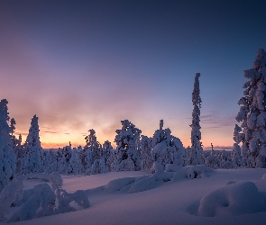 Laponia, Finlandia, Zachód słońca, Zima, Ośnieżone, Drzewa, Wzgórze Kuertunturi