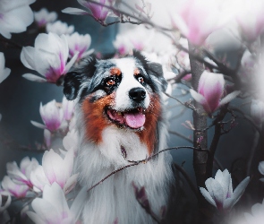 Owczarek australijski, Magnolie, Pies