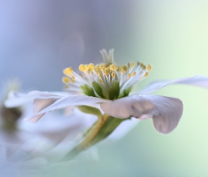 Ciemiernik biały, Kwiat