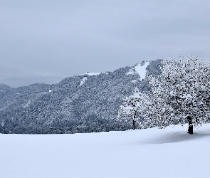 Zima, Drzewa, Wzgórza, Góry
