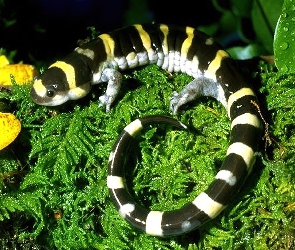 Salamandra, Trawa