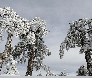 Ośnieżone, Drzewa, Zima, Śnieg