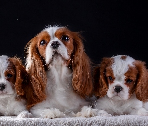 Cavalier king charles spaniel, Ciemne tło, Suczka, Koc, Szczenięta