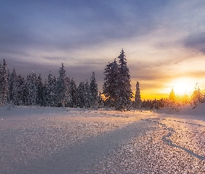 Śnieg, Ślady, Drzewa, Wschód słońca, Zima