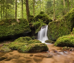 Drzewa, Kamienie, Omszałe, Las, Gmina Bühlertal, Region Nordschwarzwald, Potok Gertelbach, Wodospady Gertelbach, Niemcy, Kaskada