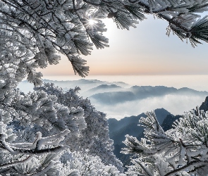 Sosna, Prowincja Anhui, Wschód słońca, Góry Huang Shan, Chiny, Mgła, Gałęzie, Oszronione, Drzewa, Zima