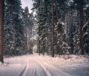 Podlasie, Polska, Droga, Zima, Las, Drzewa, Puszcza Knyszyńska