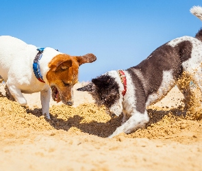 Dwa, Psy, Zabawa, Plaża, Piasek, Jack Russell terrier