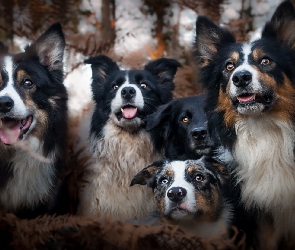 Border collie, Przyjaciele, Psy