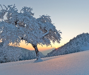 Zima, Wzgórza, Wschód słońca, Drzewa