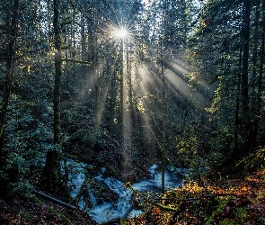 Kanada, Kolumbia Brytyjska, Przebijające światło, Potok Tod Creek, Las, Park Prowincjonalny Gowlland Tod